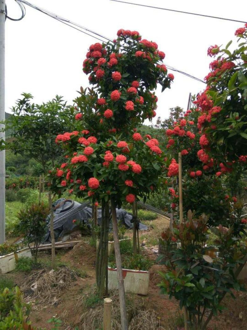 广东苗圃龙船花满堂春花绿植观赏花园林绿化龙船花