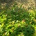 广东苗圃龙船花满堂春花绿植观赏花园林绿化龙船花