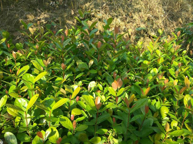 广东苗圃龙船花满堂春花绿植观赏花园林绿化龙船花