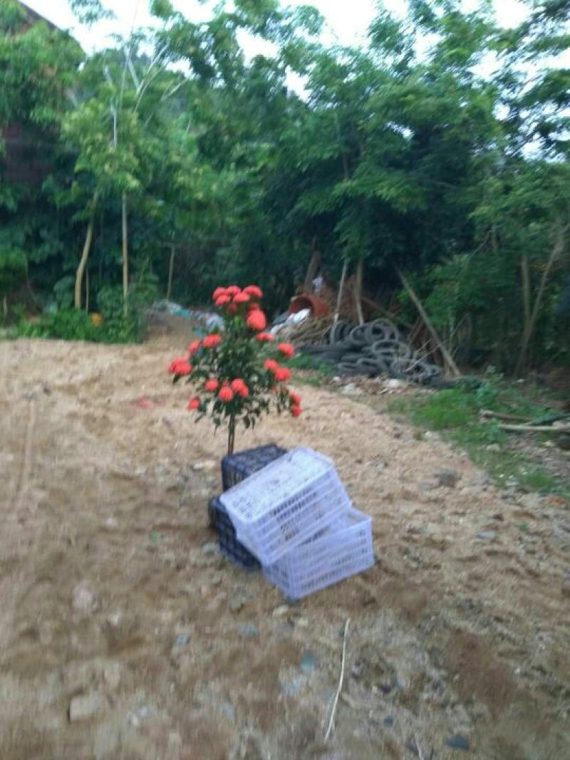 广东苗圃龙船花满堂春花绿植观赏花园林绿化龙船花