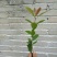 广东苗圃龙船花满堂春花绿植观赏花园林绿化龙船花