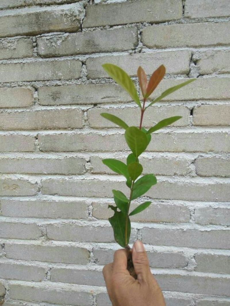 广东苗圃龙船花满堂春花绿植观赏花园林绿化龙船花
