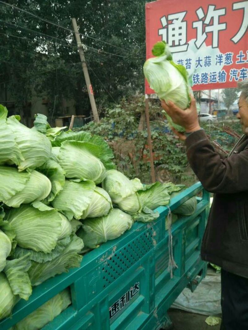 平包，包菜，京丰一号，墨玉50.扁包菜，甘蓝，市场供应