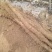 白玉山药4~6厘米70~90厘米一级手捡
