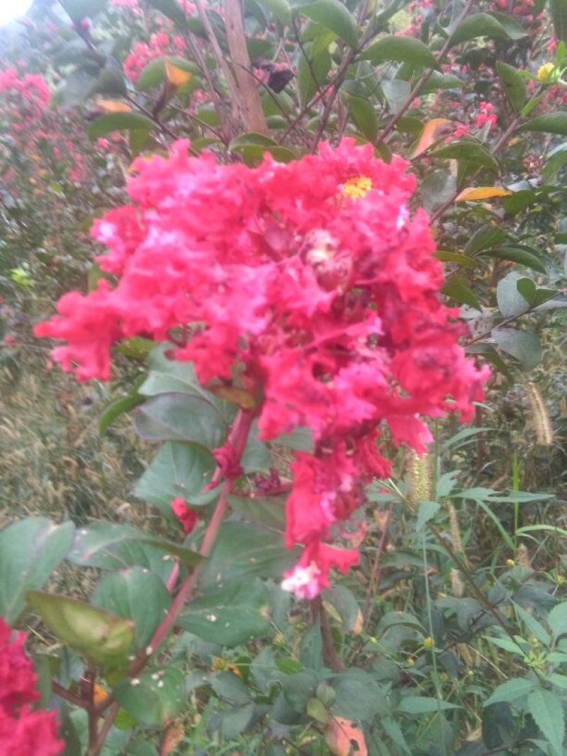 红火箭紫薇1~2米2~4cm1.5~2米
