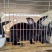 肉兔野兔养殖