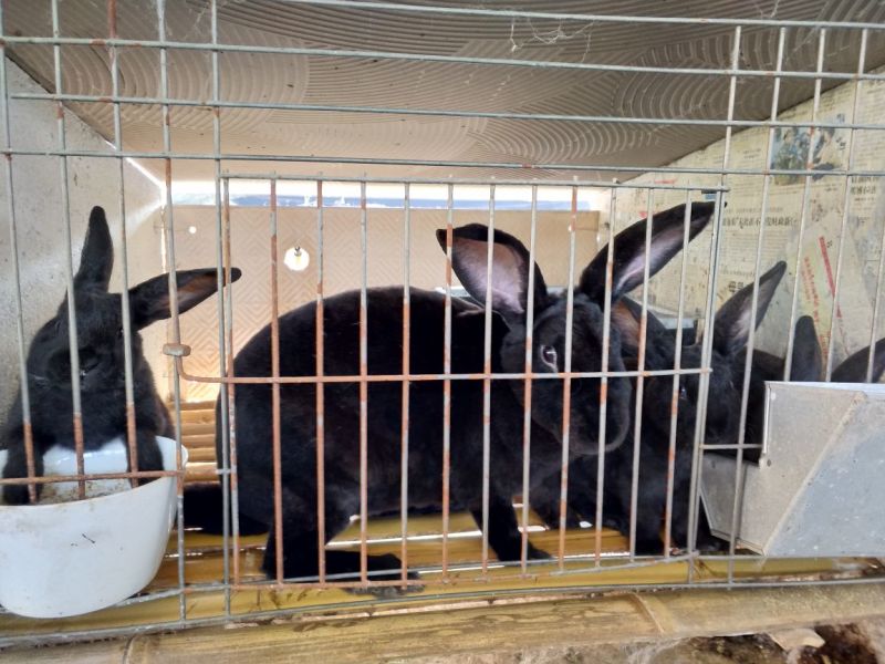 肉兔野兔养殖