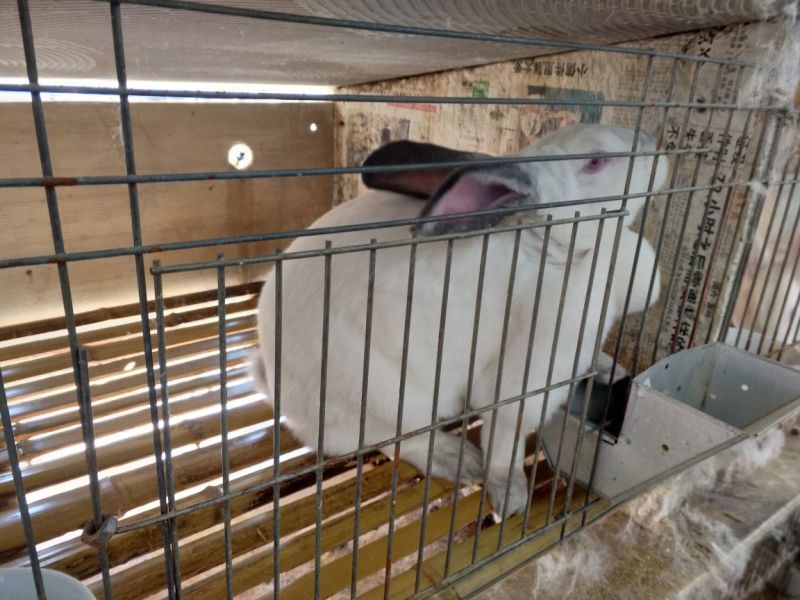 肉兔野兔养殖