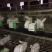 肉兔野兔养殖