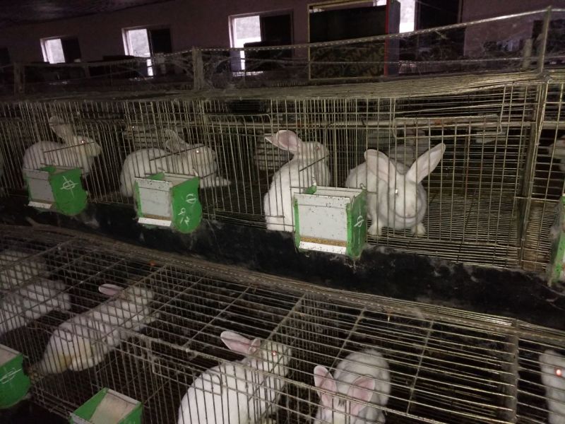 肉兔野兔养殖