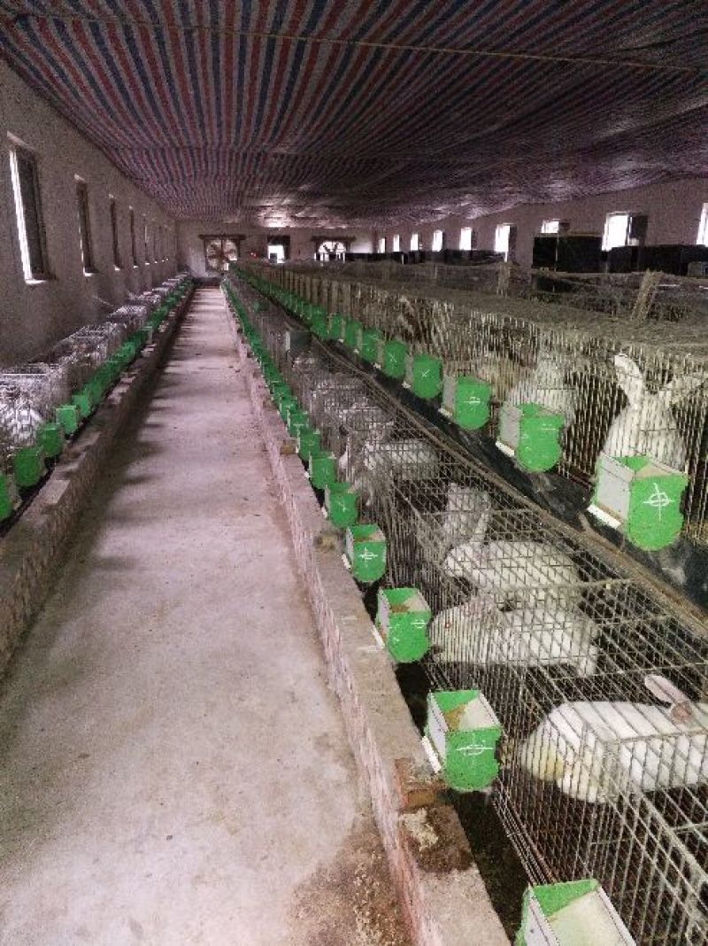 肉兔野兔养殖