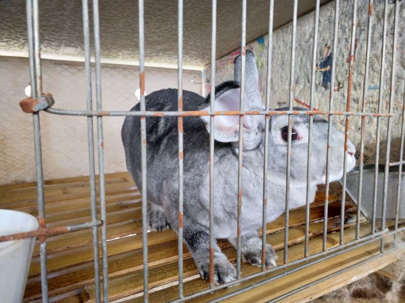 肉兔野兔养殖
