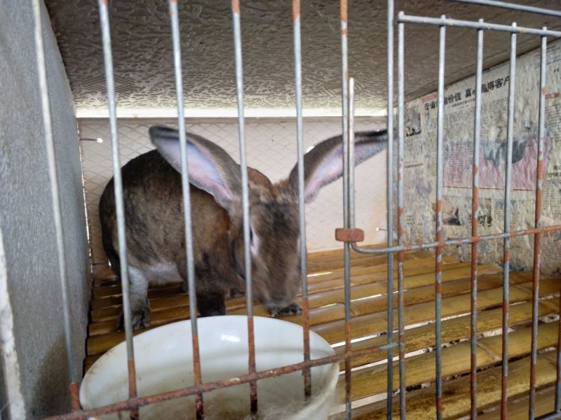 肉兔野兔养殖