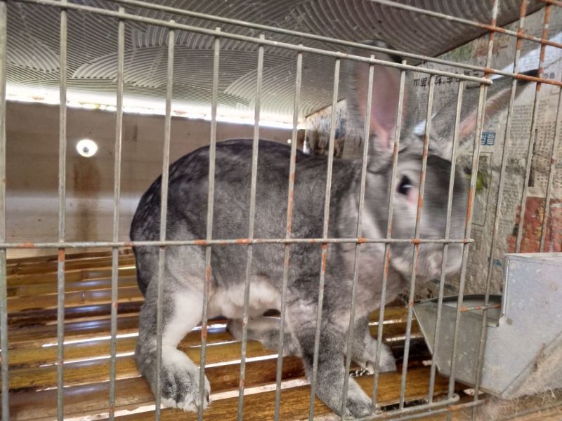 肉兔野兔养殖