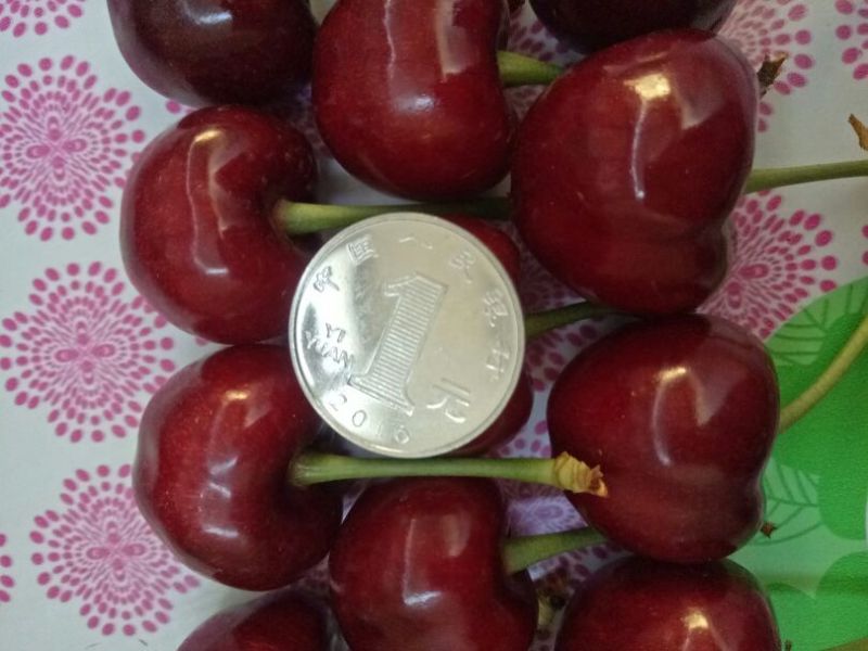 美早樱桃苗优良大樱桃品种产地直供