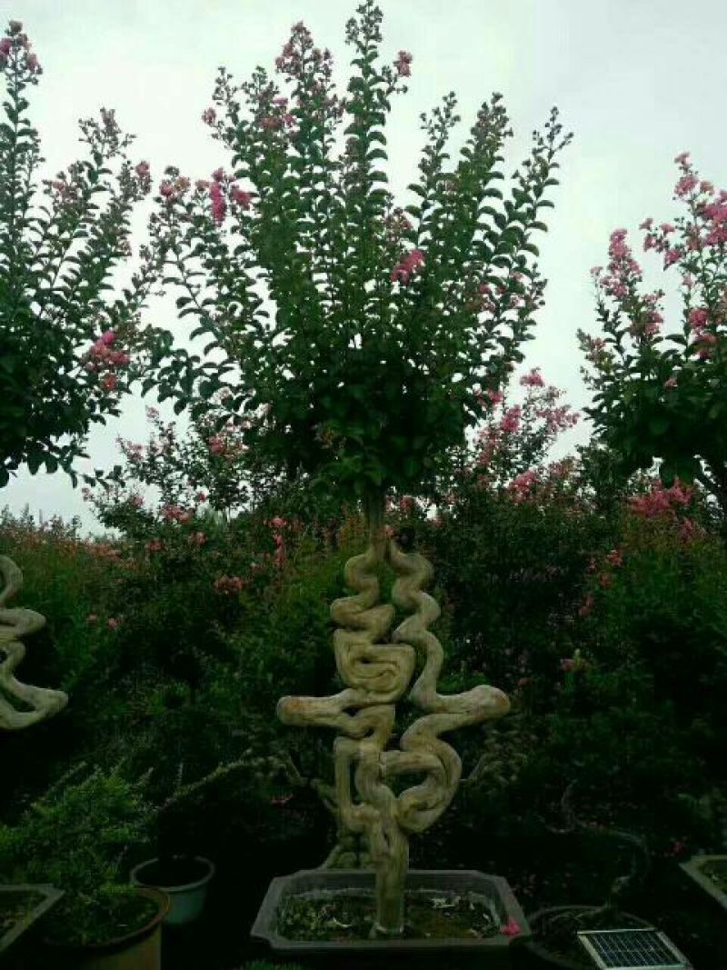 红花紫薇8~10cm3.5~4米2~3米