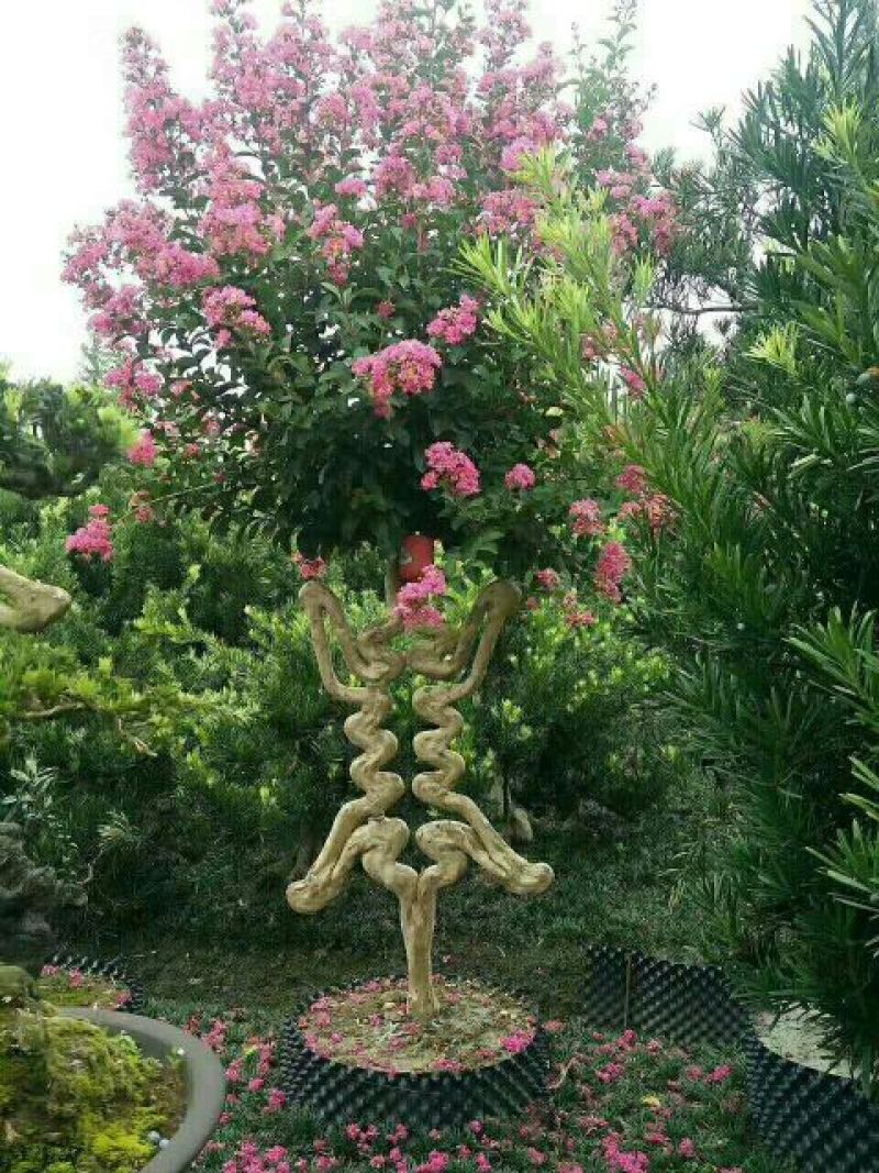 红花紫薇8~10cm3.5~4米2~3米