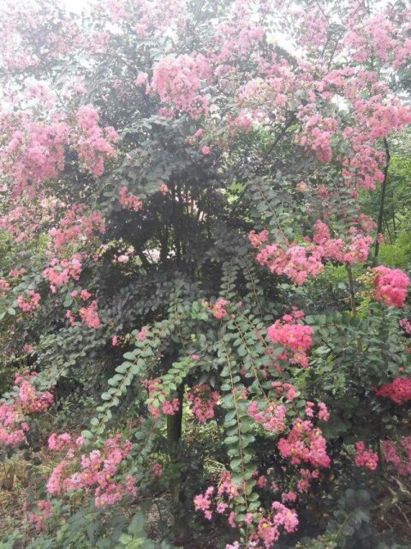 红花紫薇8~10cm3.5~4米2~3米