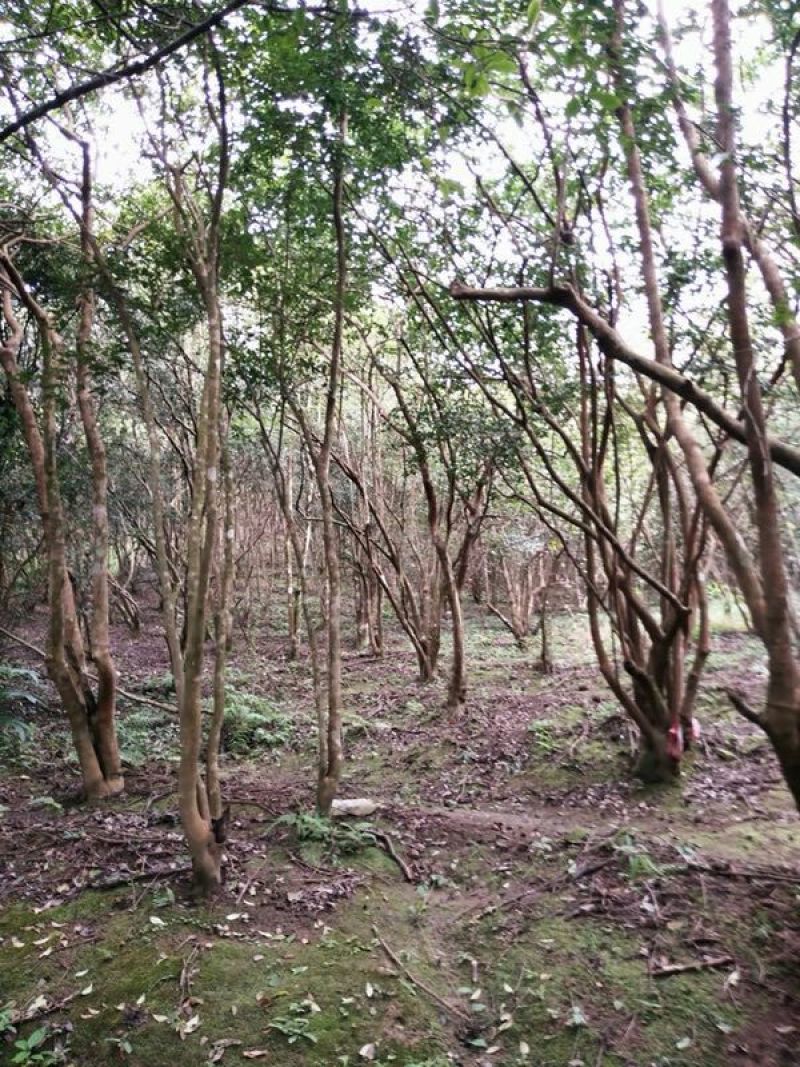 山茶油果小籽