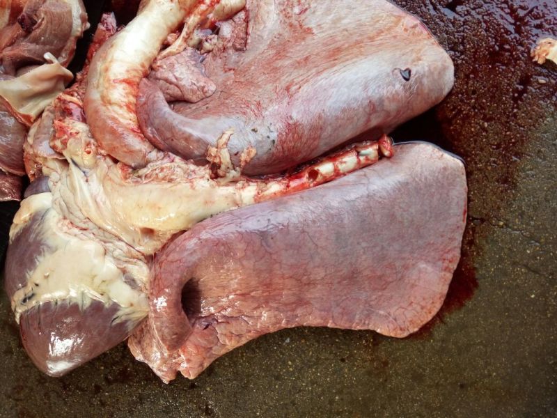 驴肉鲜货