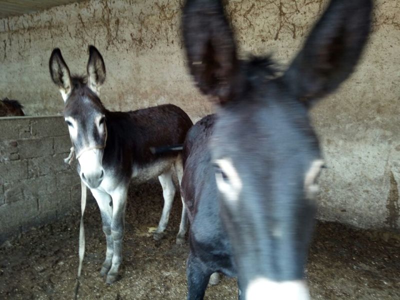 驴肉鲜货