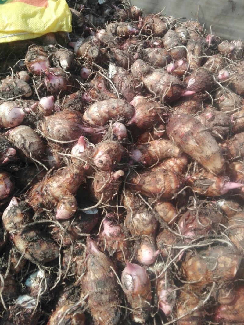 河南南阳，二万亩红芽芋每年八月大量上市。