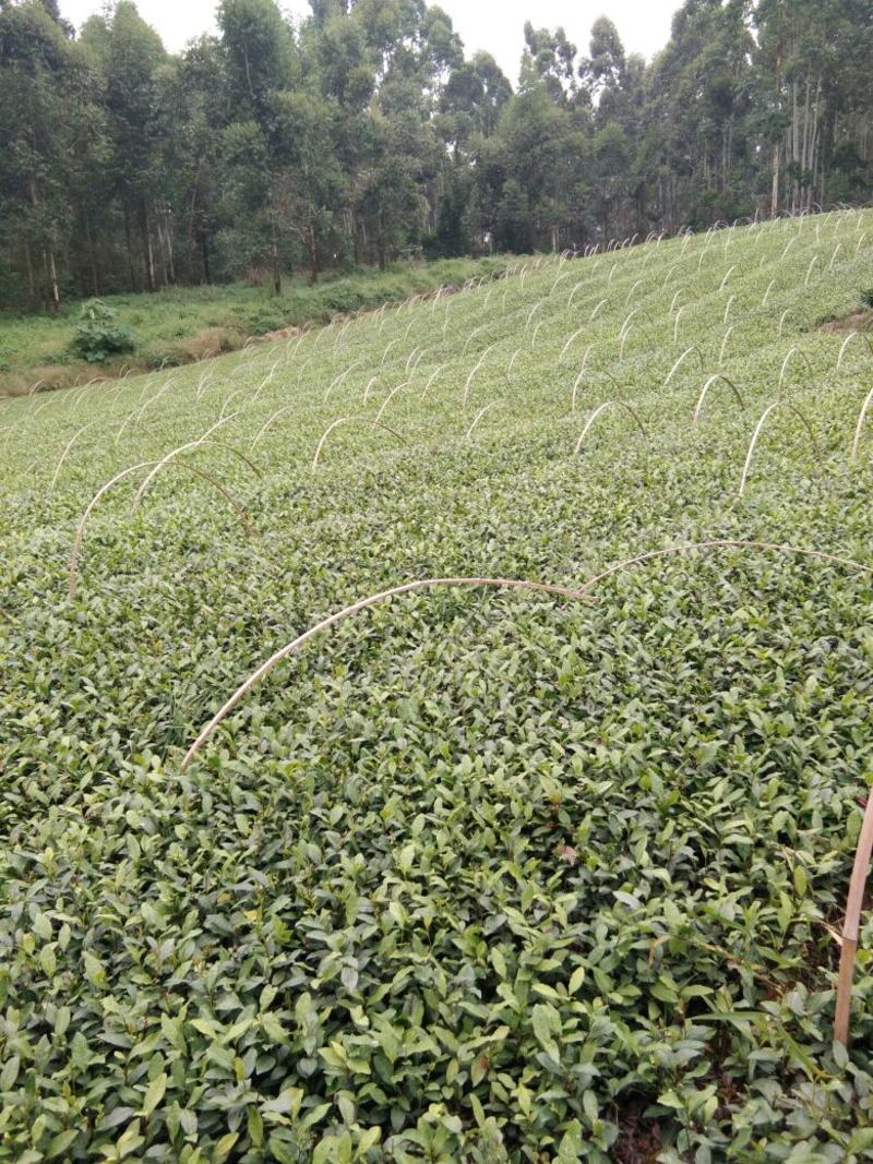 茶叶树苗，基地直供，量大从优品种纯成活率高可实地考查