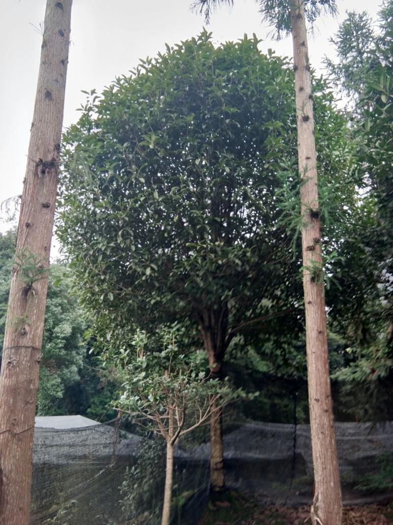 八月桂14~16cm3.5~4米3米以上精品桂花树