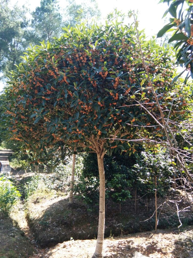 八月桂14~16cm3.5~4米3米以上精品桂花树