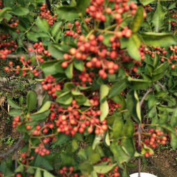 基地直销优质花椒苗根系发达大红袍花椒苗价格