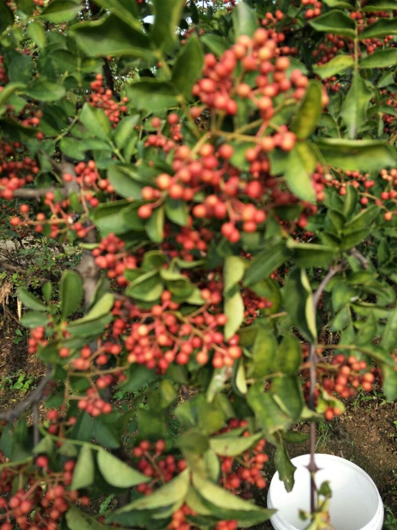 基地直销优质花椒苗根系发达大红袍花椒苗价格