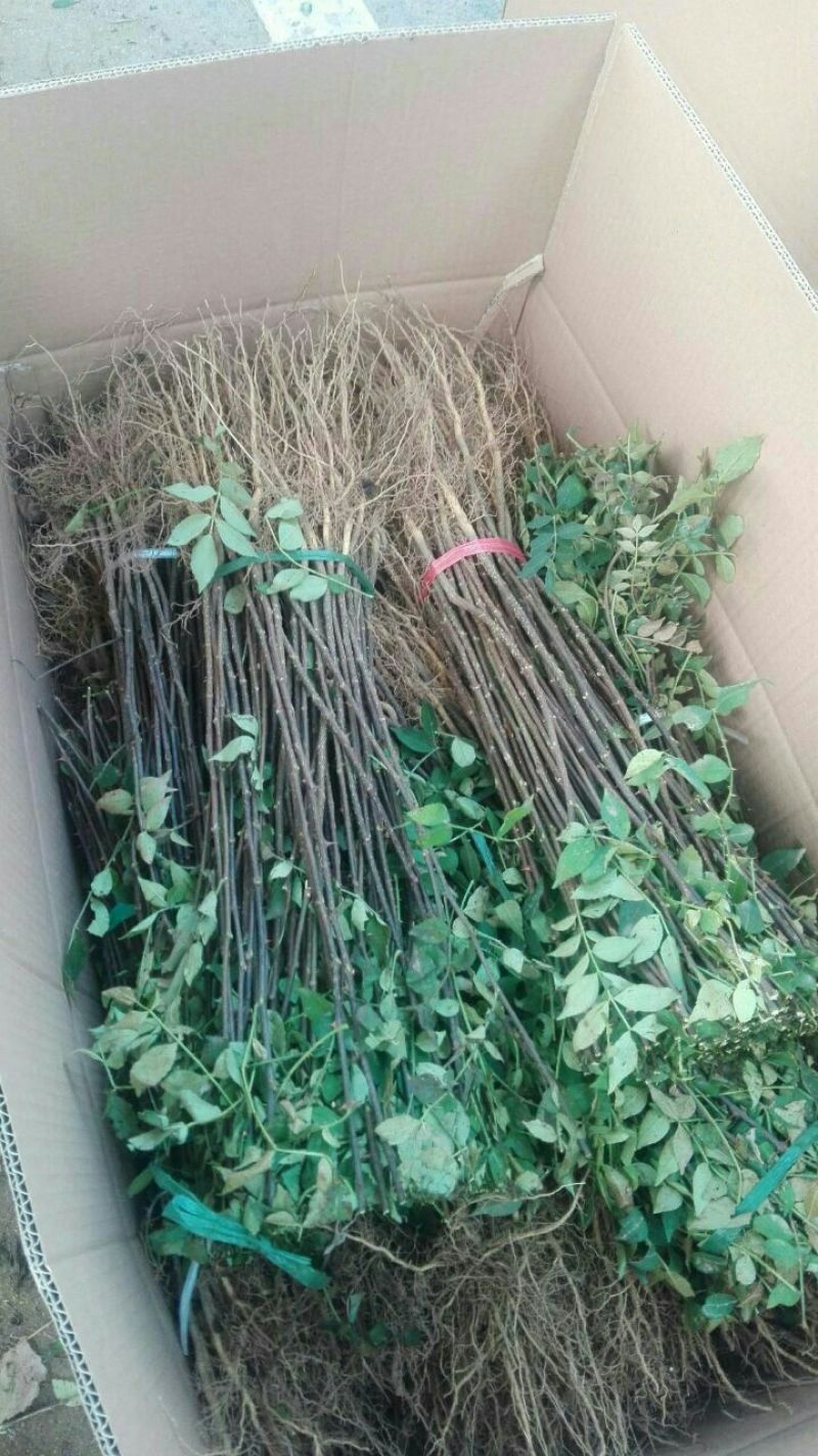 基地直销优质花椒苗根系发达大红袍花椒苗价格