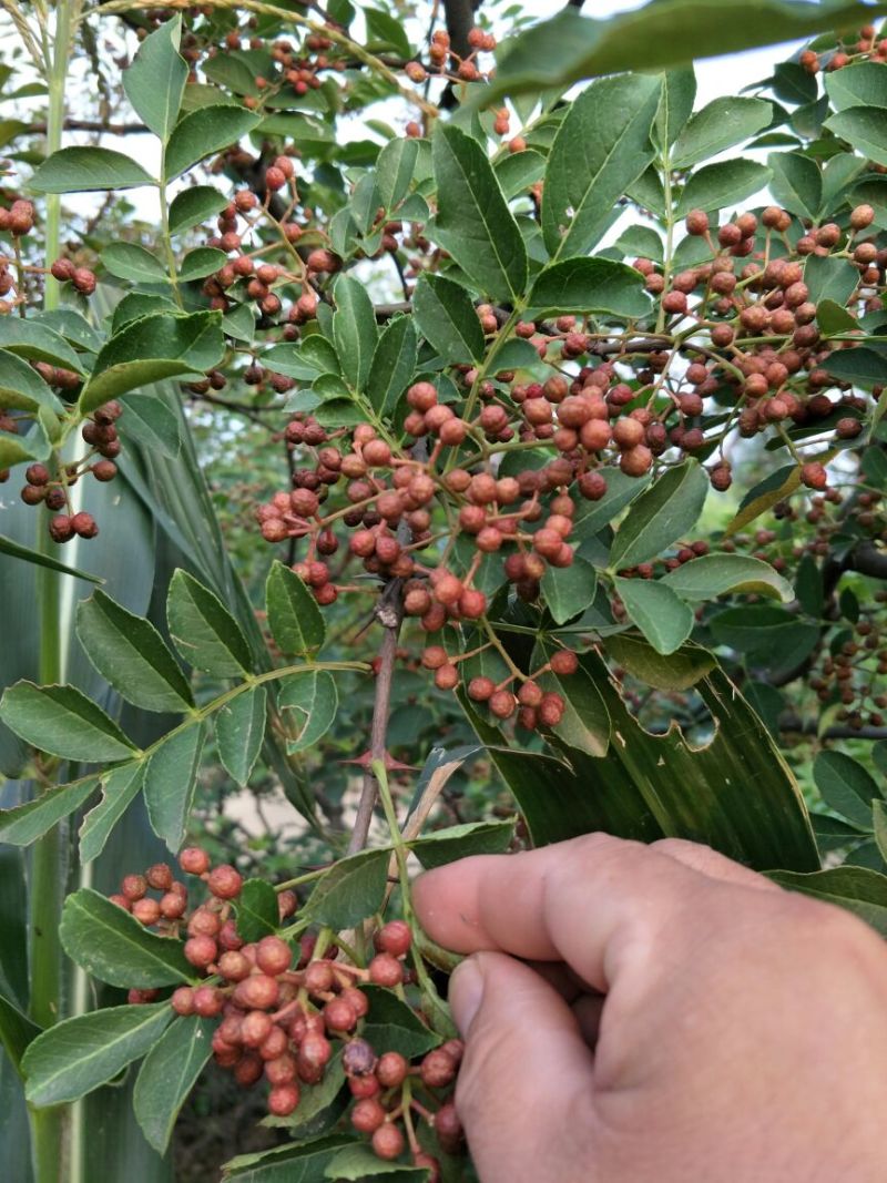 基地直销优质花椒苗根系发达大红袍花椒苗价格