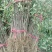 基地直销优质花椒苗根系发达大红袍花椒苗价格