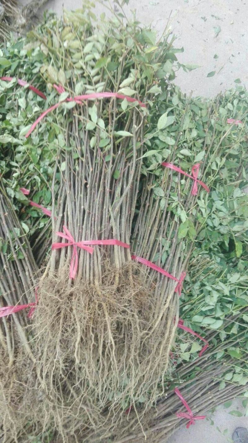 基地直销优质花椒苗根系发达大红袍花椒苗价格