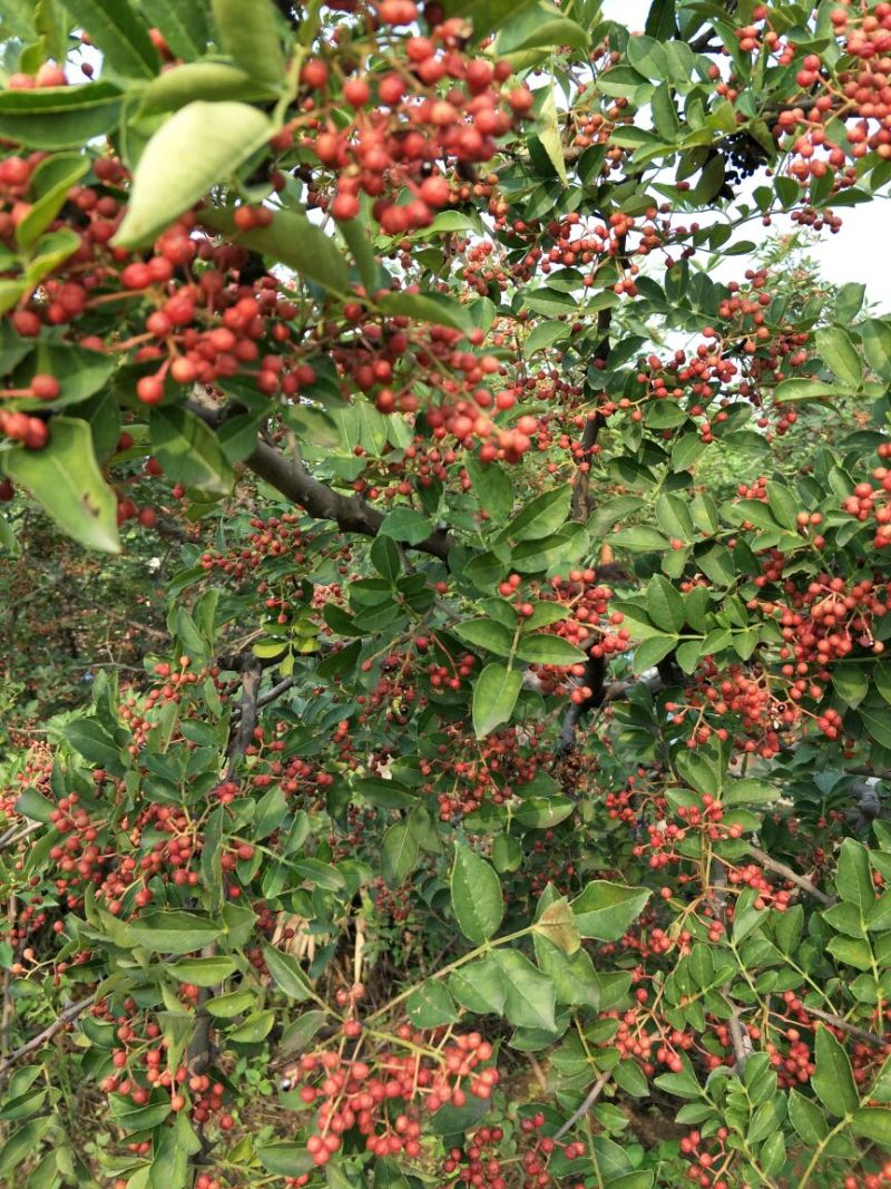 基地直销优质花椒苗根系发达大红袍花椒苗价格