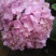八仙花绣球花八仙花小毛球八仙花盆苗湖南八仙花