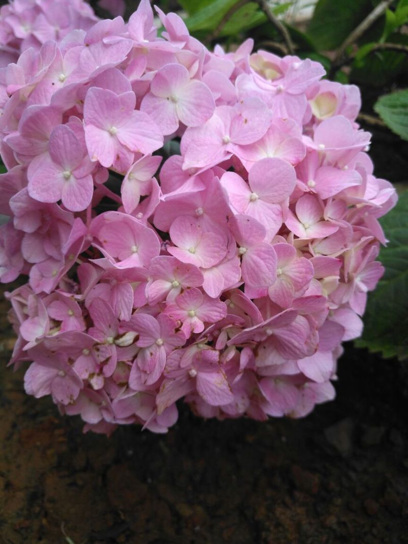 八仙花绣球花八仙花小毛球八仙花盆苗湖南八仙花