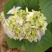 八仙花绣球花八仙花小毛球八仙花盆苗湖南八仙花