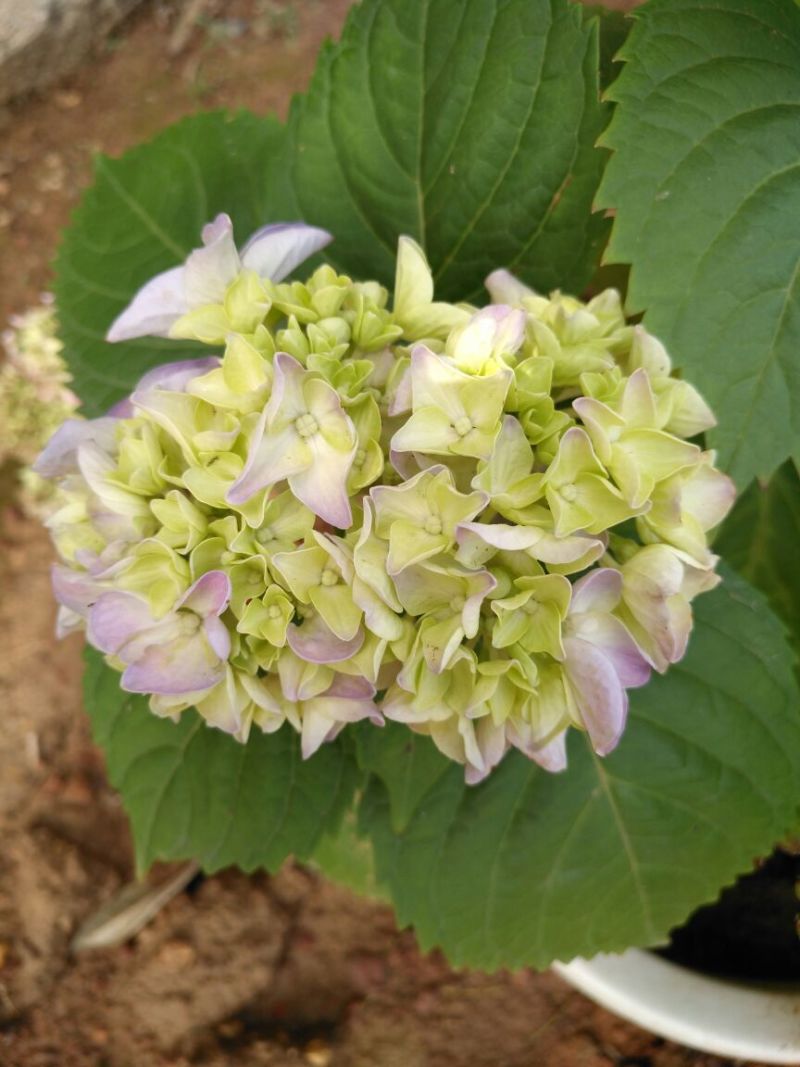 八仙花绣球花八仙花小毛球八仙花盆苗湖南八仙花