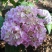 八仙花绣球花八仙花小毛球八仙花盆苗湖南八仙花