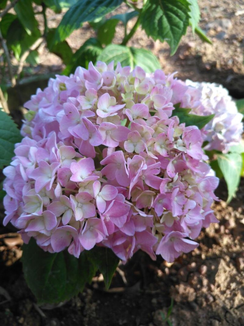 八仙花绣球花八仙花小毛球八仙花盆苗湖南八仙花