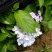八仙花绣球花八仙花小毛球八仙花盆苗湖南八仙花