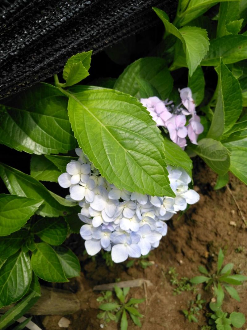八仙花绣球花八仙花小毛球八仙花盆苗湖南八仙花