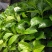八仙花绣球花八仙花小毛球八仙花盆苗湖南八仙花