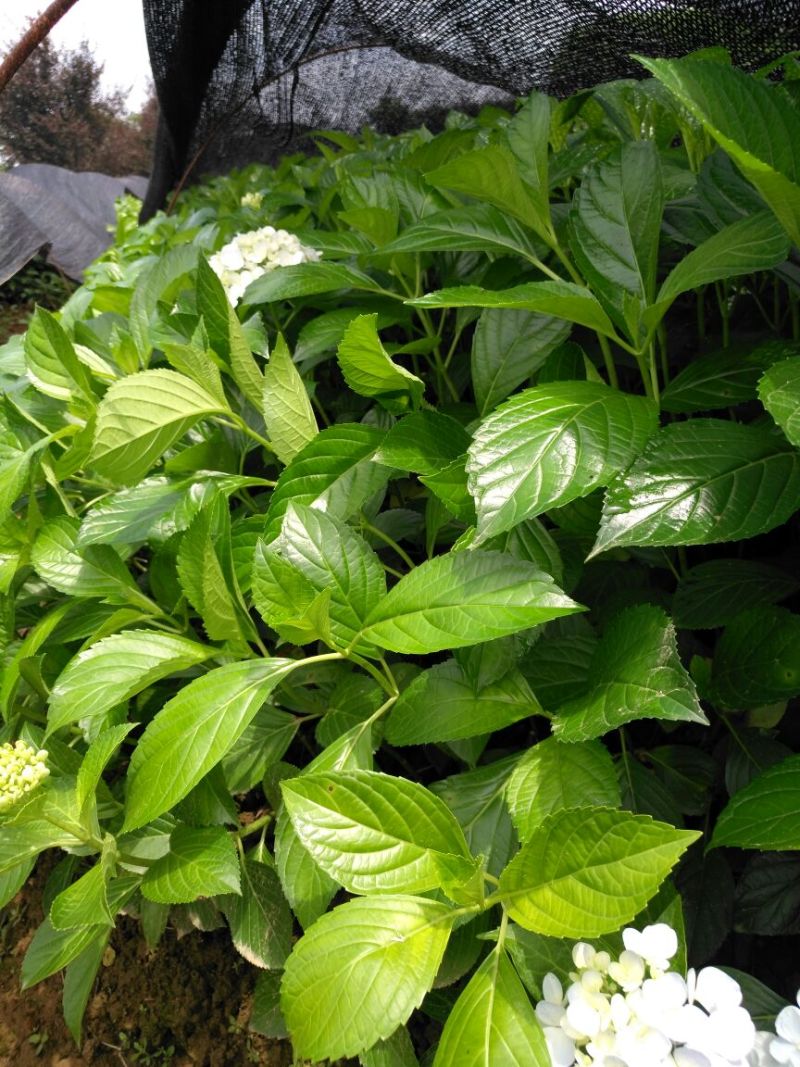 八仙花绣球花八仙花小毛球八仙花盆苗湖南八仙花