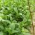 八仙花绣球花八仙花小毛球八仙花盆苗湖南八仙花