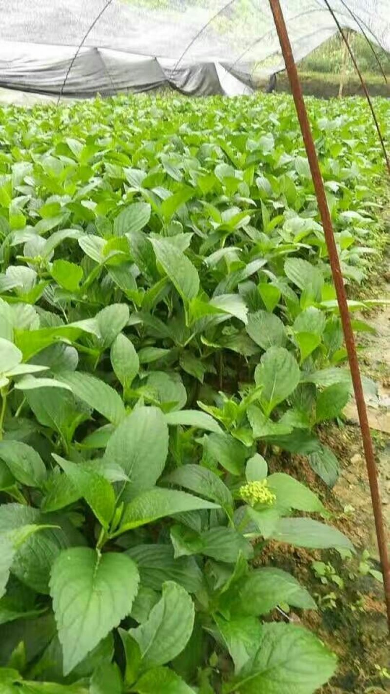 八仙花绣球花八仙花小毛球八仙花盆苗湖南八仙花