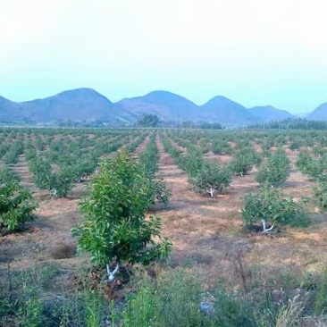 牛油果苗