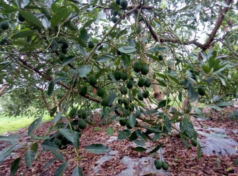 牛油果苗
